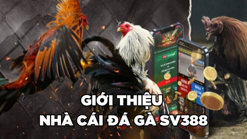 Giới thiệu nhà cái đá gà SV388