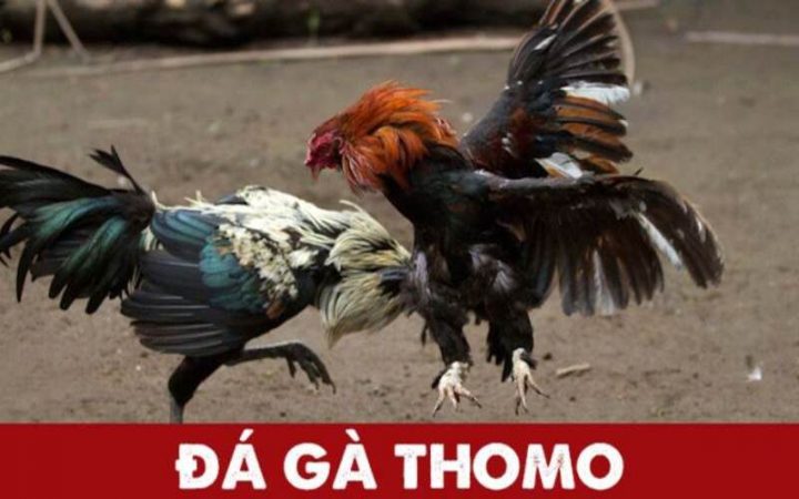 Đăng ký đá gà Thomo trực tiếp: Đôi nét thông tin về bộ môn