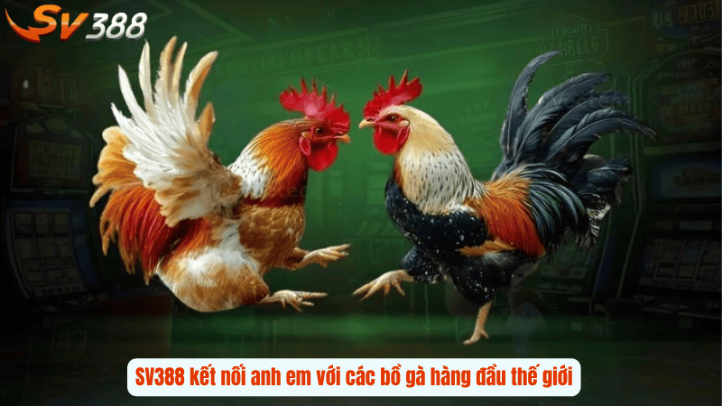 SV388 kết nối anh em với các bồ gà hàng đầu thế giới