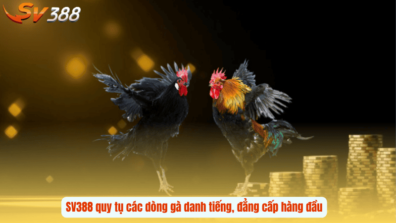 SV388 quy tụ các dòng gà danh tiếng, đẳng cấp hàng đầu